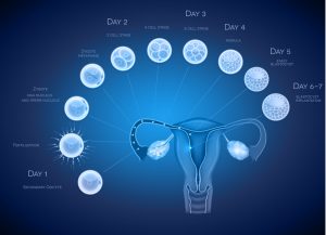 blastocyst culture