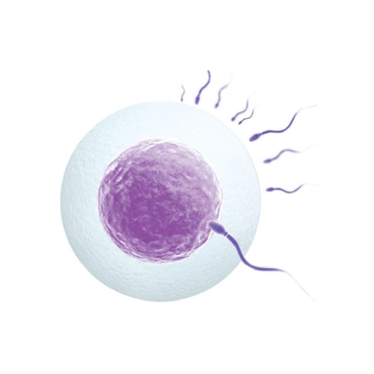 QualityOocyteSperm