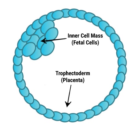 blastocyst cells