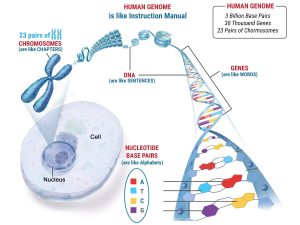 DNAGenesChromosomesPGT