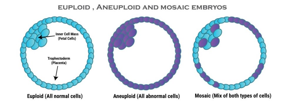 euploid aneuploid mosaic embryo