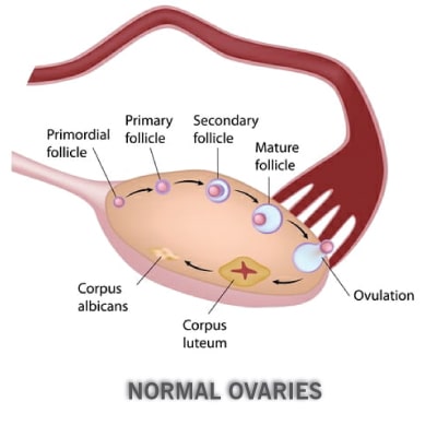 Normal-ovaries