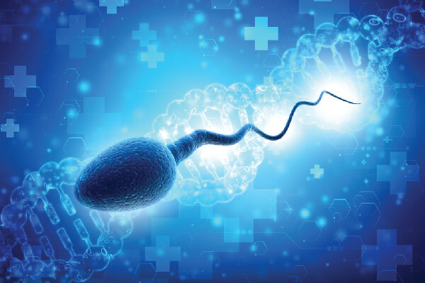 Sperm DNA Fragmentation & Infertility