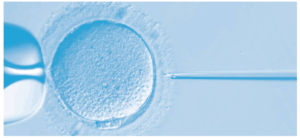 intra cytoplasmic sperm injection indore