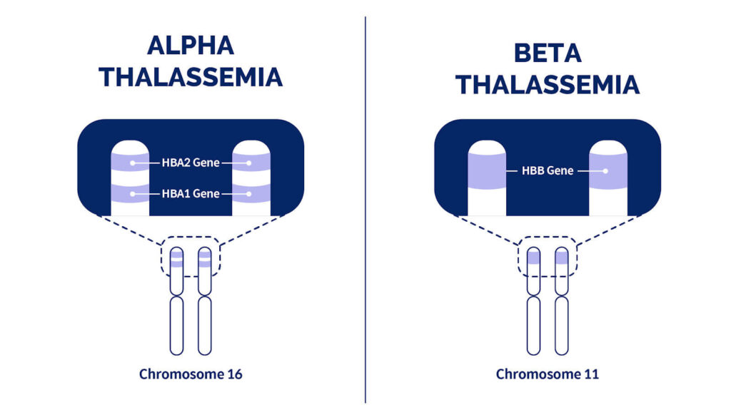 TypesOfThalassemia